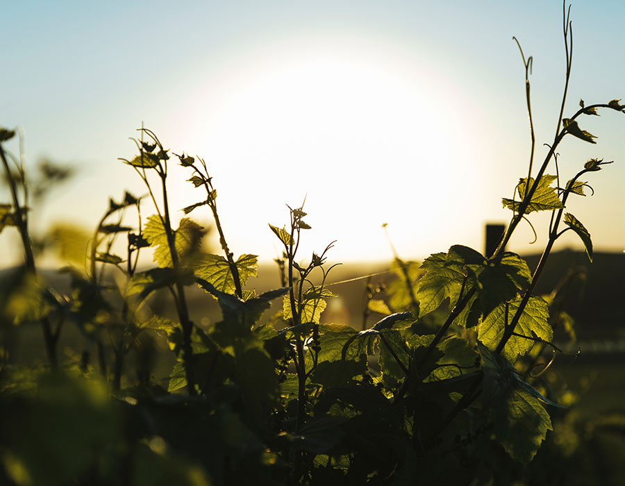 Mount Moriac Wines vineyard Geelong