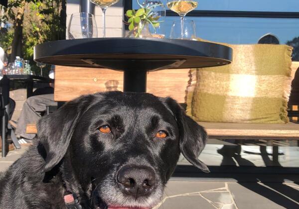 Black dog in foreground in front of table with glasses of Geelong chardonnay from Mount Moriac Wines