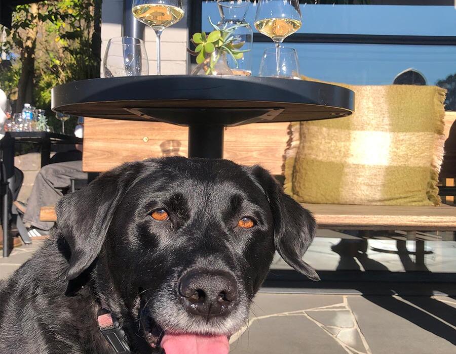 Black dog in foreground in front of table with glasses of Geelong chardonnay from Mount Moriac Wines